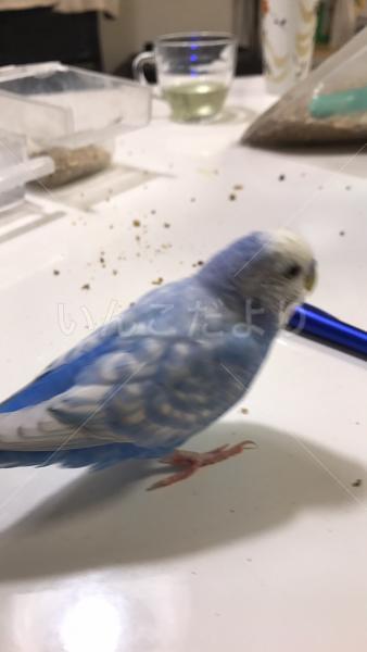 保護鳥の写真