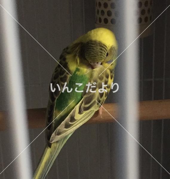 迷い鳥の写真