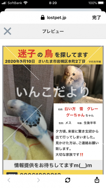 迷い鳥の写真