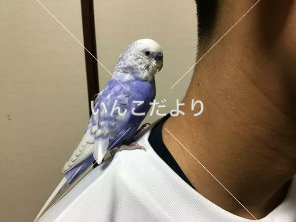 保護鳥の写真