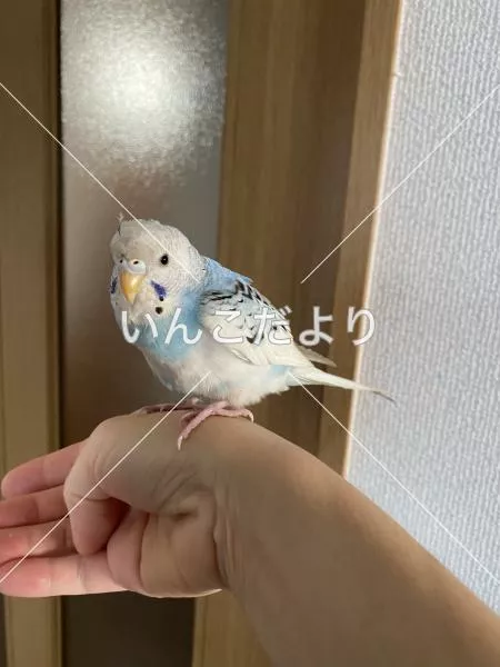 保護鳥の写真