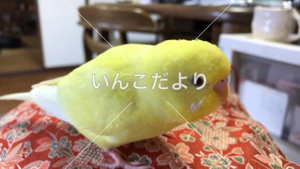 迷い鳥の写真