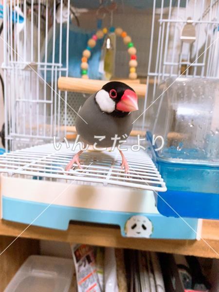 迷い鳥の写真