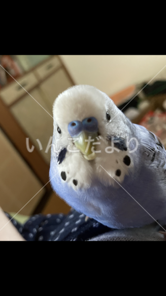 迷い鳥の写真