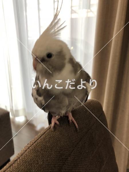 迷い鳥の写真