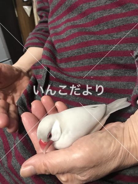 迷い鳥の写真
