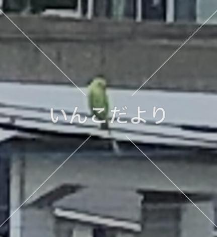 迷い鳥の写真