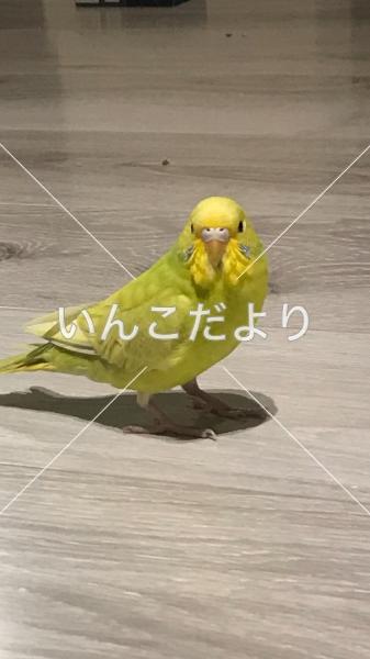 迷い鳥の写真