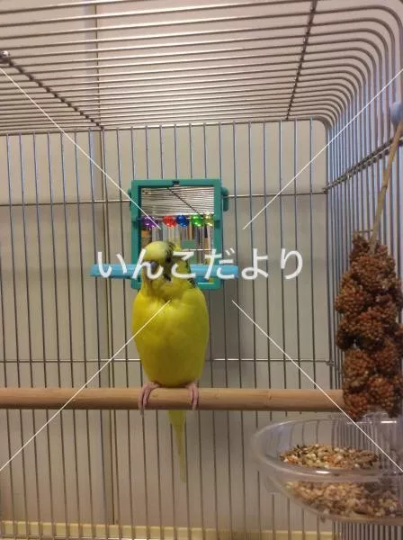 保護鳥の写真