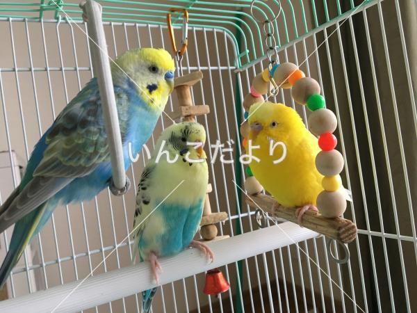 迷い鳥の写真