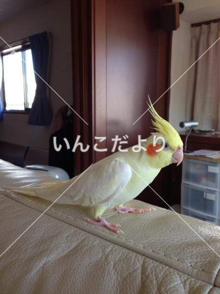 迷い鳥の写真