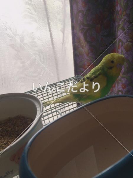迷い鳥の写真