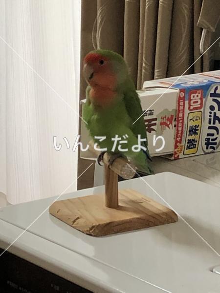 迷い鳥の写真