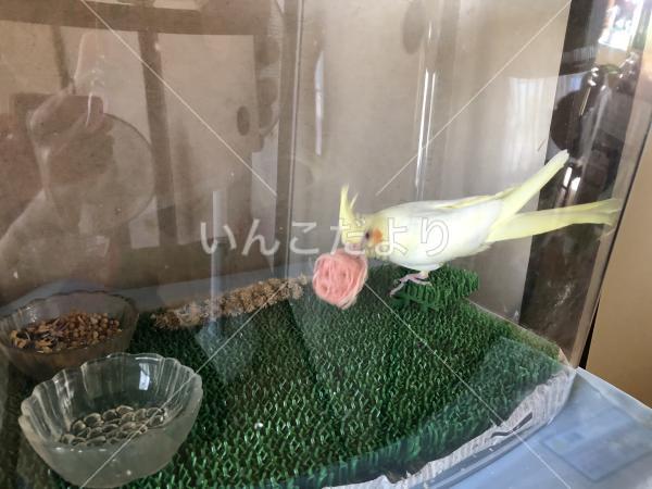 迷い鳥の写真