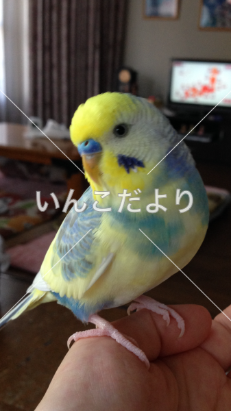 迷い鳥の写真
