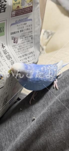 迷い鳥の写真
