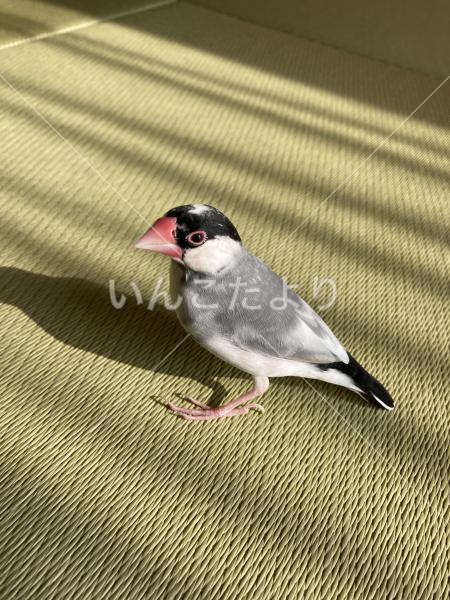 迷い鳥の写真