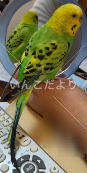 迷い鳥の写真