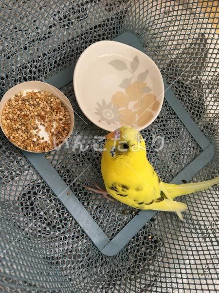 保護鳥の写真