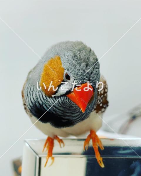 迷い鳥の写真