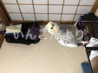 迷い鳥の写真