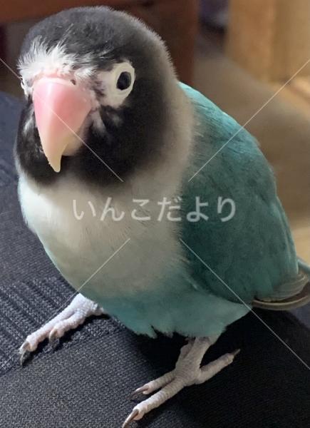 迷い鳥の写真