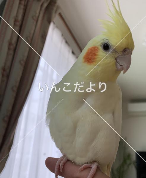 迷い鳥の写真