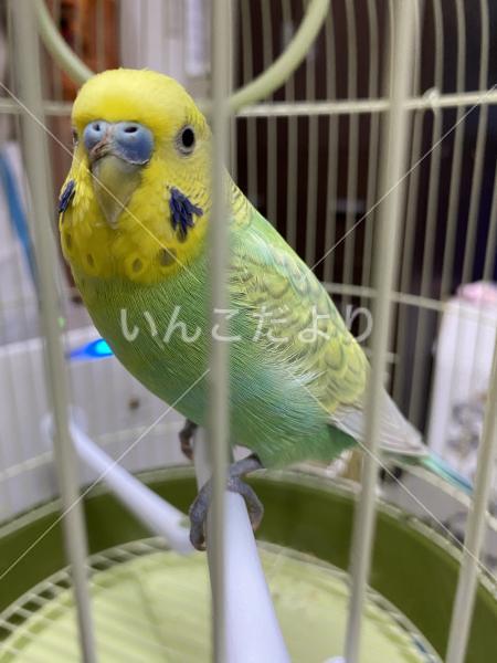 保護鳥の写真