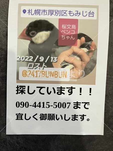 迷い鳥の写真