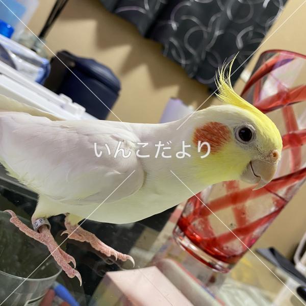 迷い鳥の写真