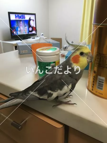 迷い鳥の写真