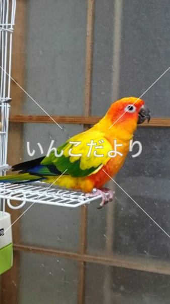 迷い鳥の写真