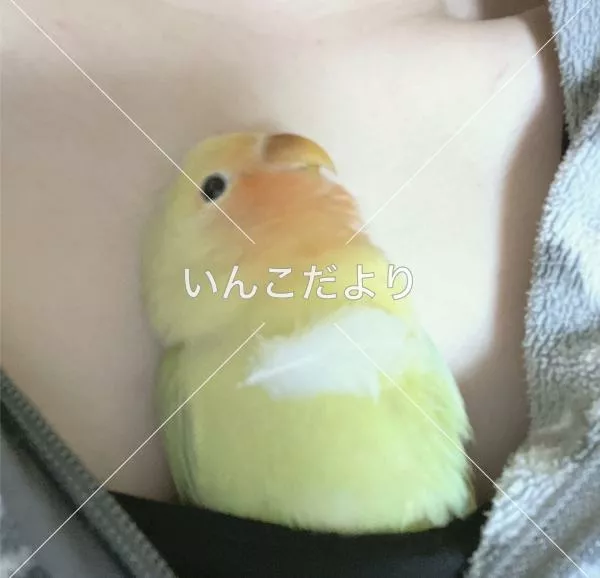 迷い鳥の写真