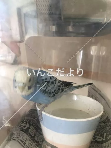 保護鳥の写真