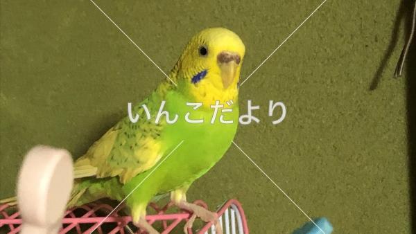 迷い鳥の写真