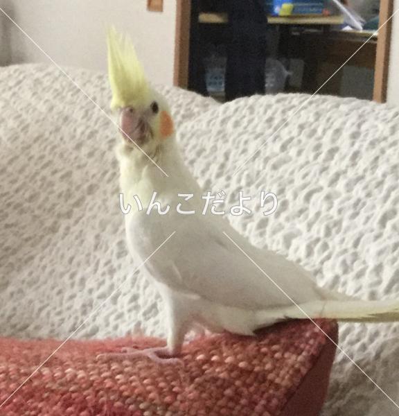迷い鳥の写真