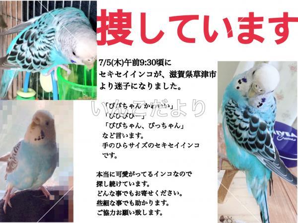 迷い鳥の写真