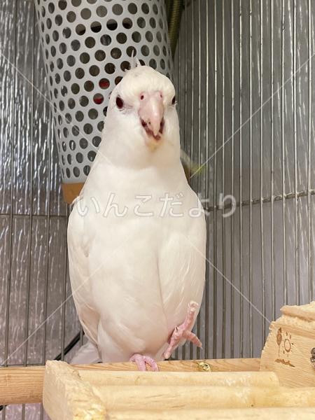 迷い鳥の写真