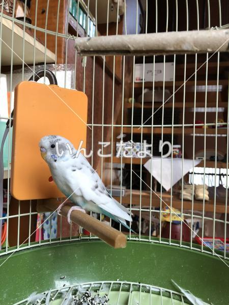 保護鳥の写真