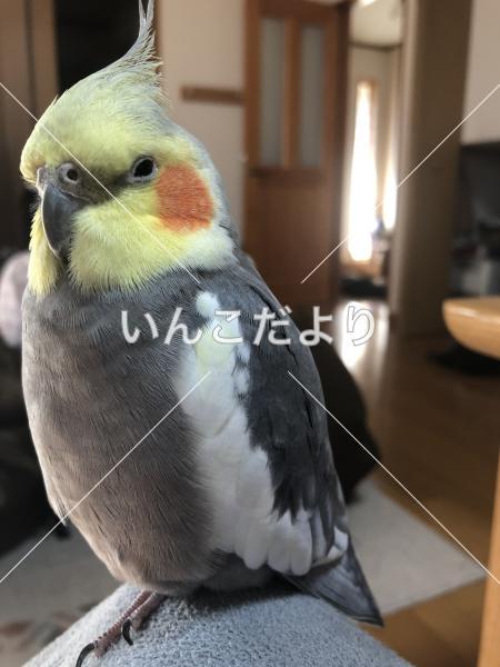 迷い鳥の写真