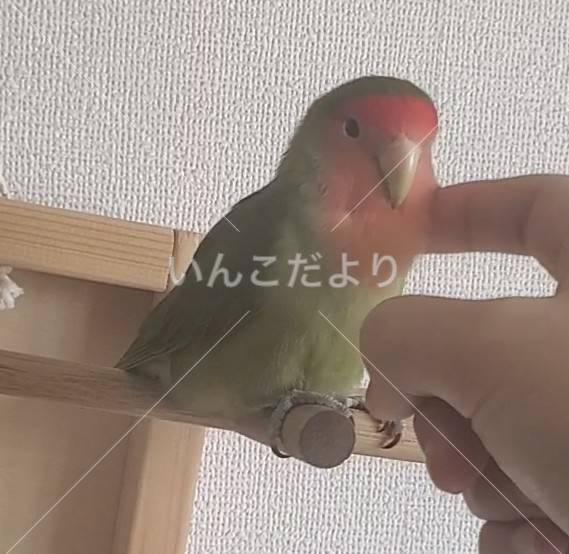 迷い鳥の写真