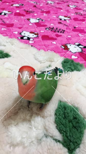 迷い鳥の写真