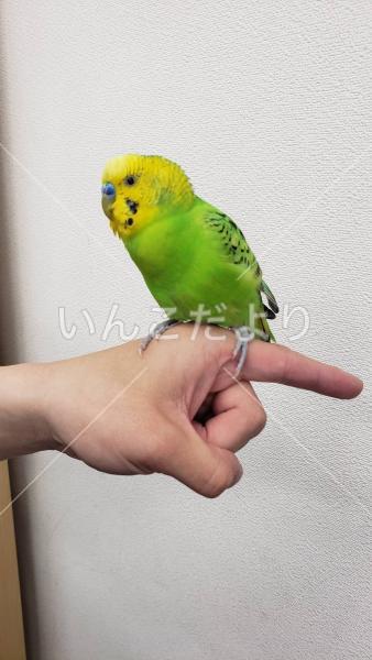 保護鳥の写真