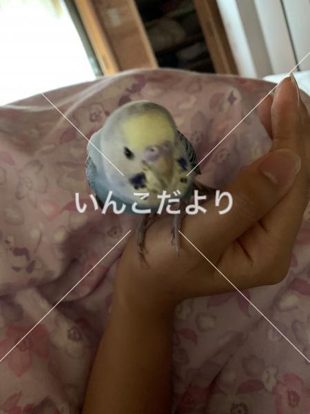 保護鳥の写真