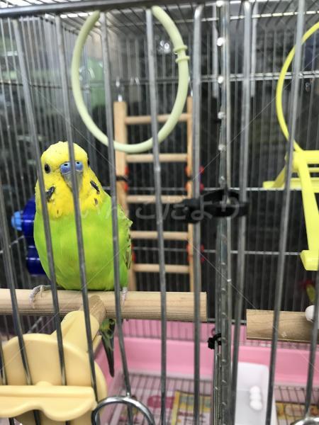迷い鳥の写真