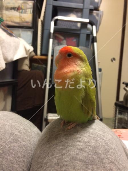 迷い鳥の写真