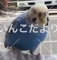 保護鳥の写真