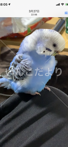 迷い鳥の写真