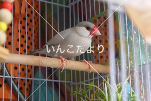迷い鳥の写真