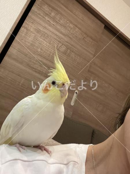 迷い鳥の写真